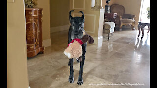 Playful Great Danes Get Distracted On Their Way To Pick Up The Sunday Paper