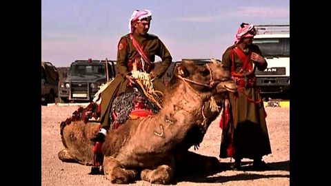 Police Camels