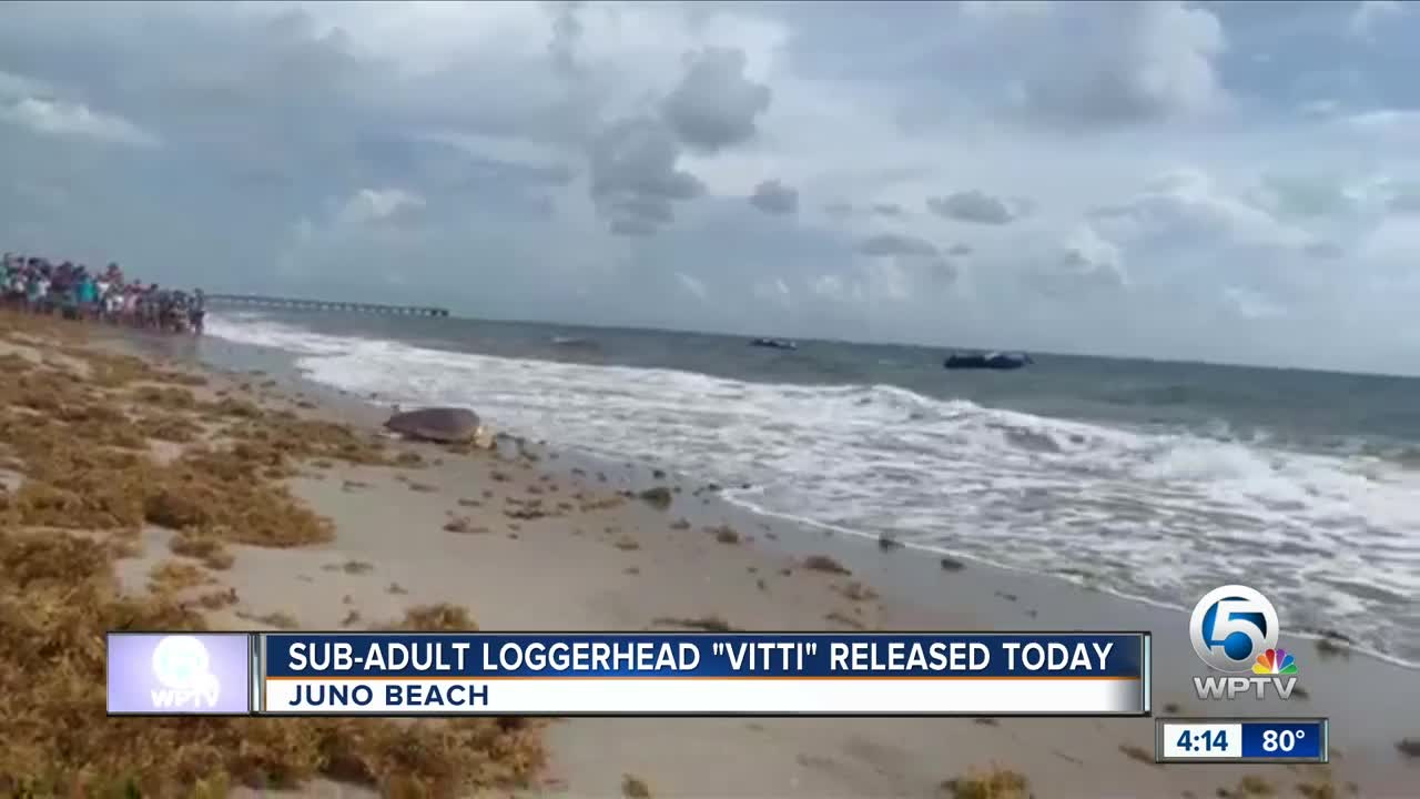 Rehabilitated sea turtle released at Juno Beach