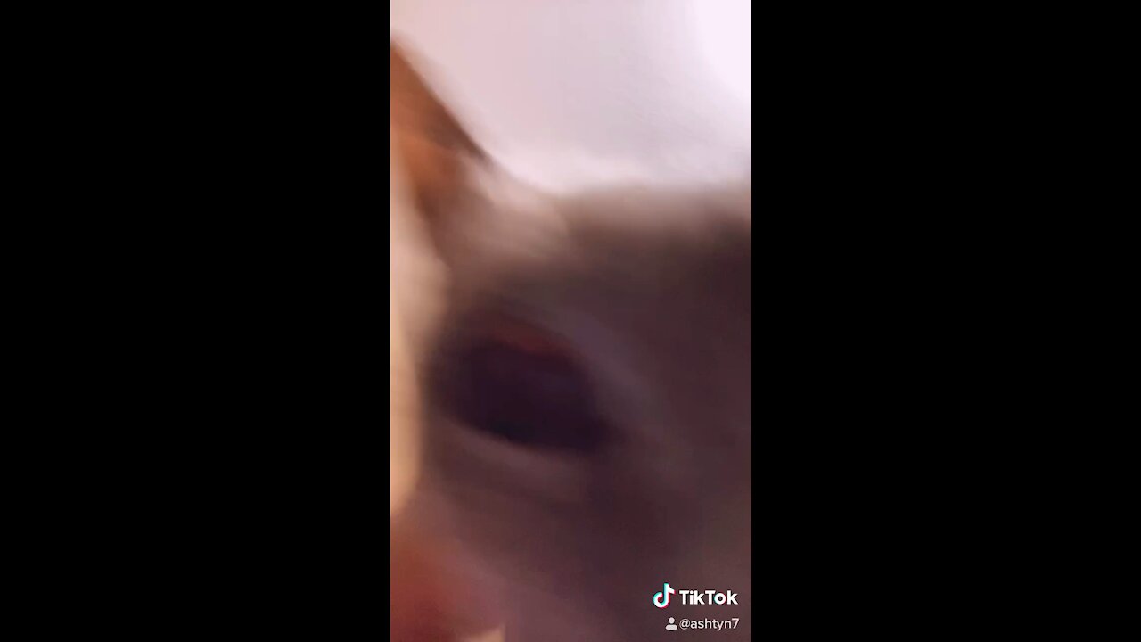 Demon Cat Steals Souls