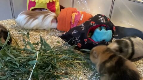 My Guinea pigs enjoying some bamboo