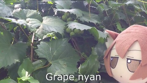 Grape fumo