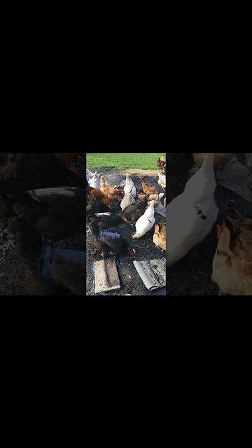 Happy Chickens #homesteading #chickens #chickenlife