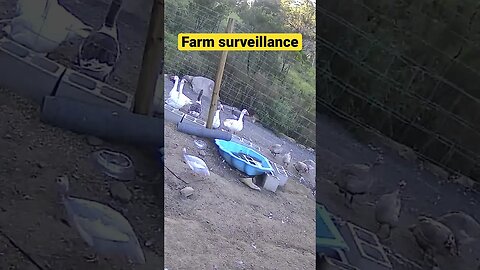 Monitoring Farm Animals