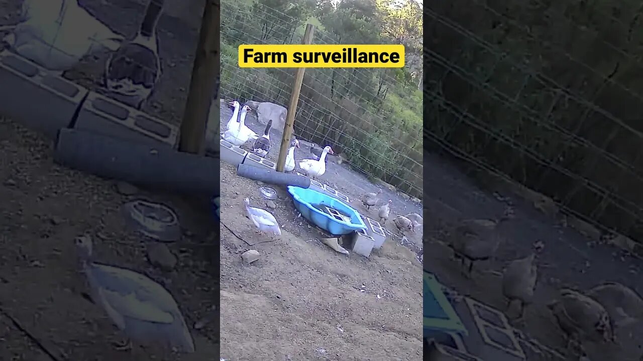 Monitoring Farm Animals