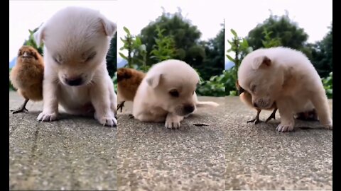 Adorable puppy just sleepy so cute