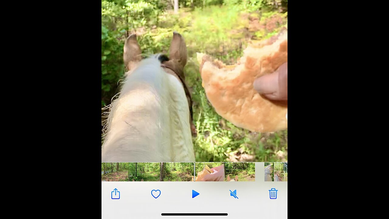 Anyone up for a short trail ride and a warm sausage,egg and cheese biscuit ?