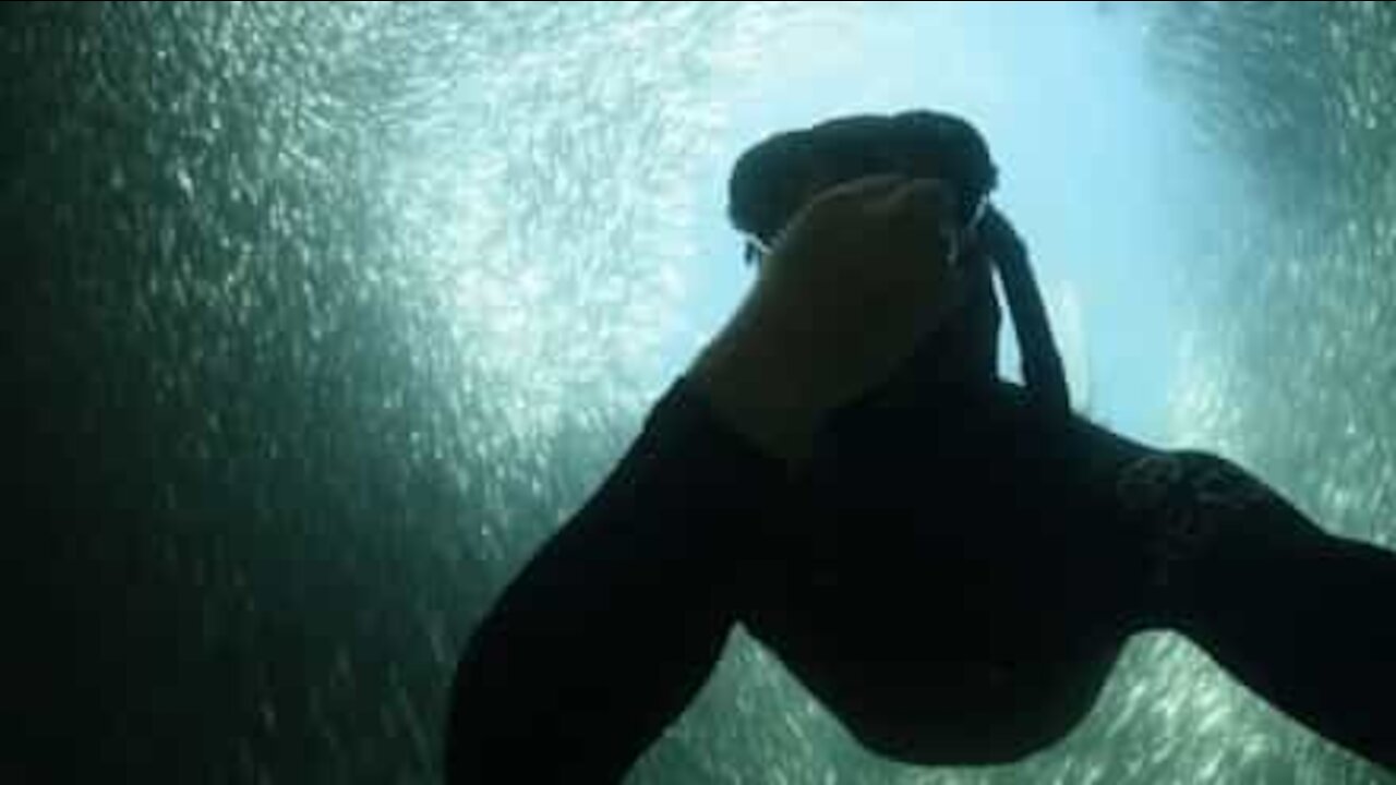 Mergulhador nada entre cardume gigante de peixes