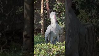 SHOEBILL STORK - Cegonha Bico de Sapato