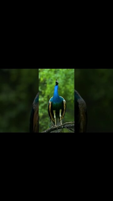Beautiful innocent animals in freedom 🐦 (beautiful world)#shorts #youtube #srilanka #india #usa