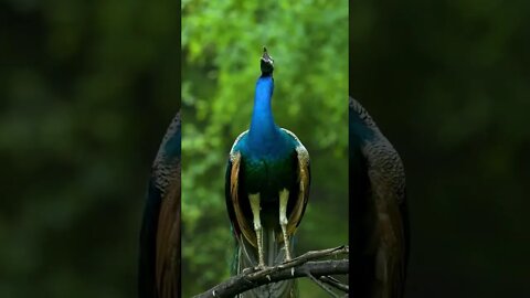 Beautiful innocent animals in freedom 🐦 (beautiful world)#shorts #youtube #srilanka #india #usa