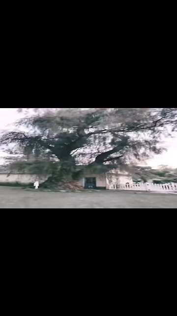 Ghostly Halloween Tree