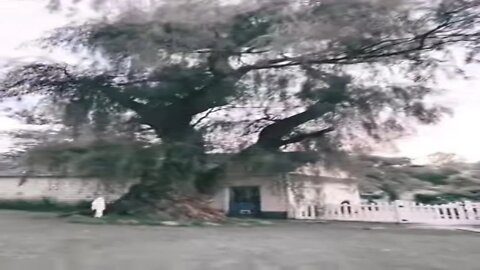 Ghostly Halloween Tree