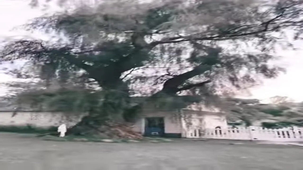 Ghostly Halloween Tree