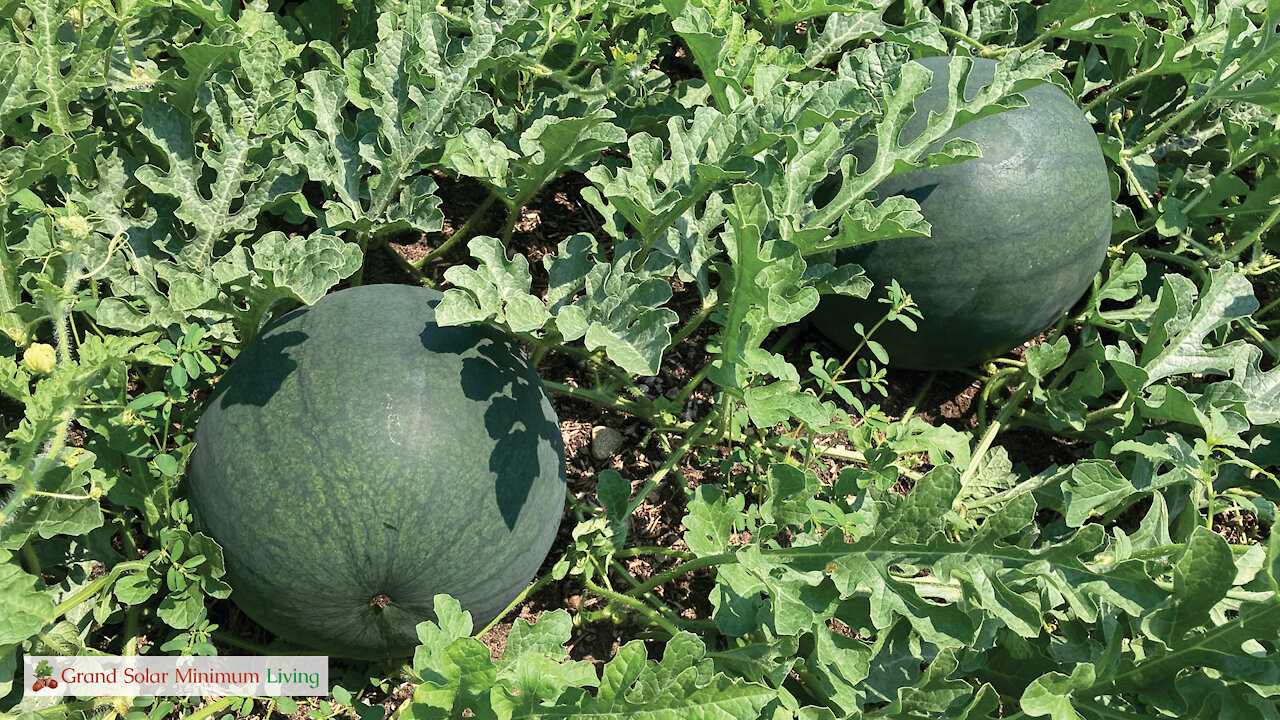 How To Tell When A Watermelon Is Ripe - Part 1