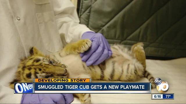 Smuggled tiger cub gets a new playmate