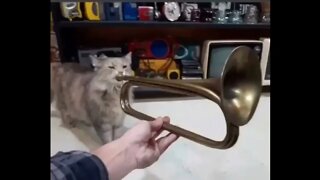 cat playing trumpet full