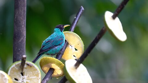 CatTV: Green Honeycreeper in San Ignacio, Belize