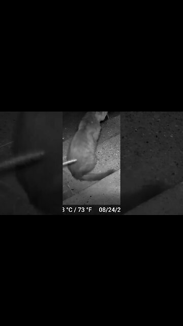 This Kitty Likes To Meow And Spray My Pots! 😺🚽