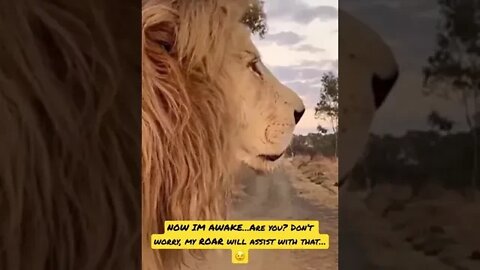 Twitter is the battlefield. The Lion is Awakening...