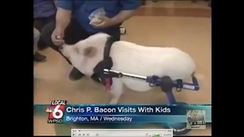 Chris P Bacon
