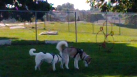 Everest at the dog park