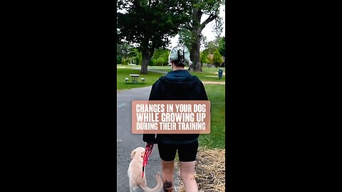 Changes In Training While Your Puppy Grows Up