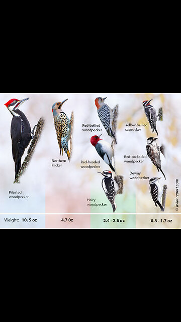 Woodpecker Hardest Worker