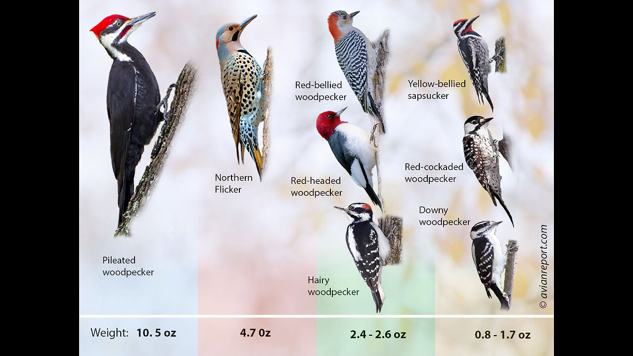 Woodpecker Hardest Worker