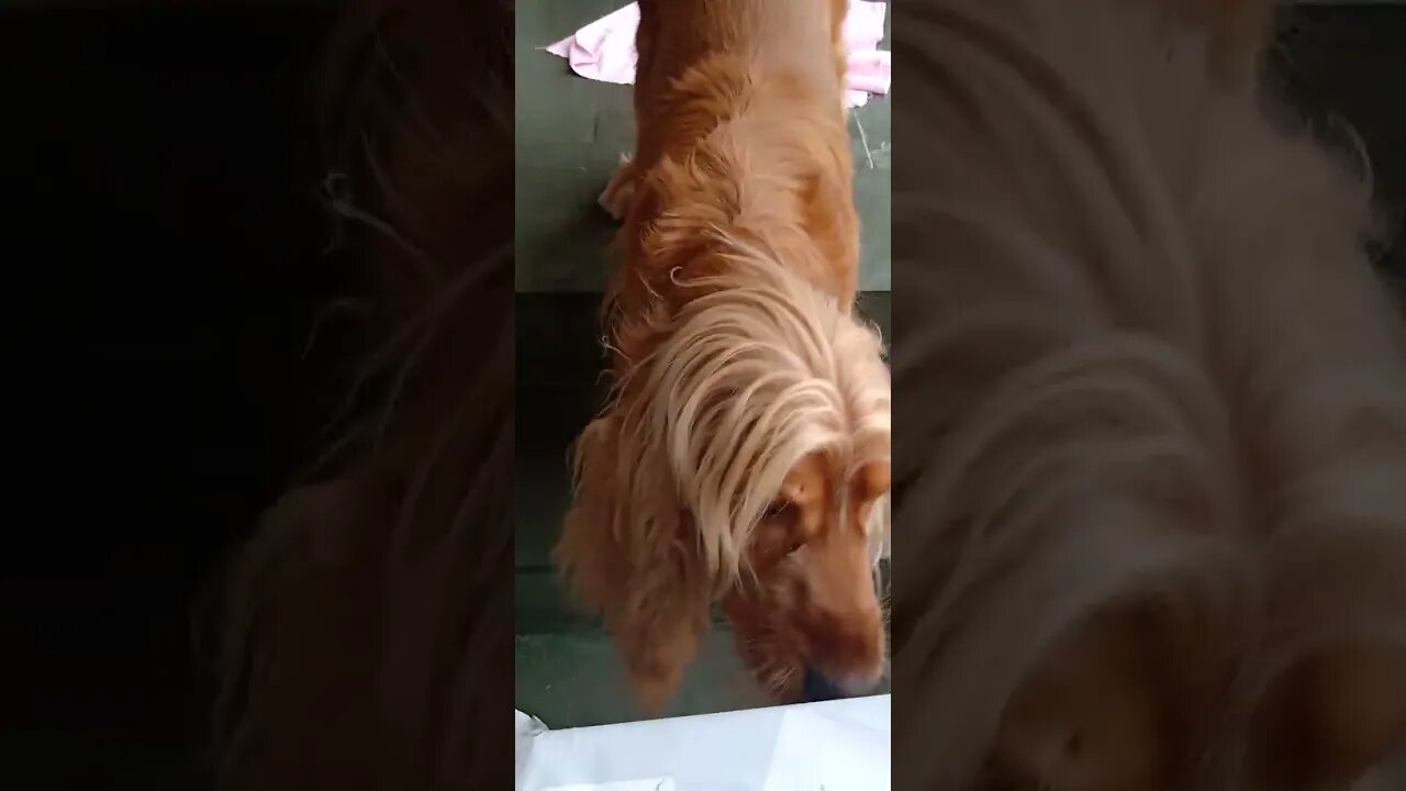 #dogsgow , #animals , #dogs , #shorts