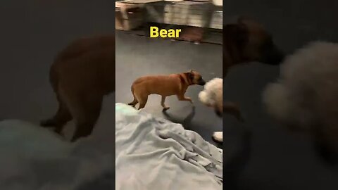[Shorts 0043] BEAR [#dogs #doggos #doggies #puppies #dogdaycare]