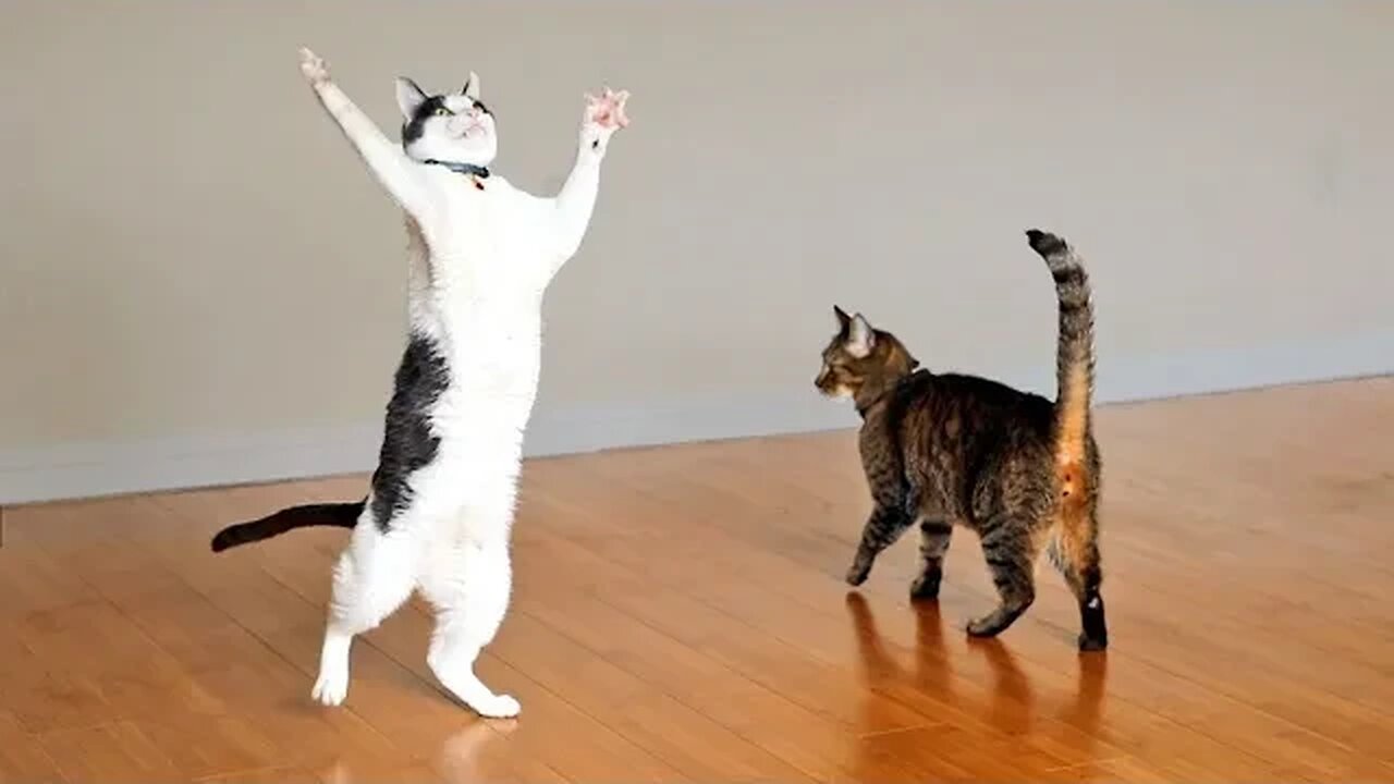 FUNNY CAT VIDEO