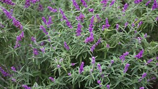 A hummingbird feeds on lavender in the backyard garden.