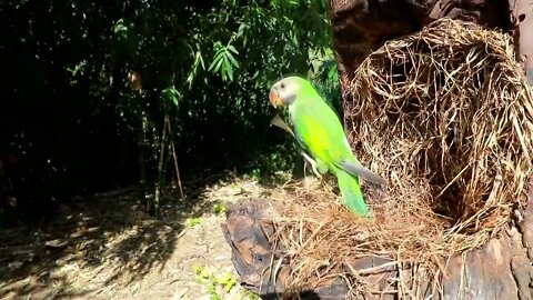 Survival In The Rainforest - BAMBOO SHOOTS - CUTE PARROT - BEES-3