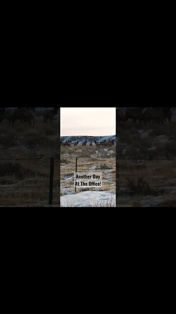 Another Day At The Office! #elk #cowelk #winterrange #shortsfeed #shortsvideo #hunting #wyoming