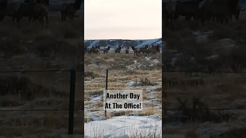 Another Day At The Office! #elk #cowelk #winterrange #shortsfeed #shortsvideo #hunting #wyoming