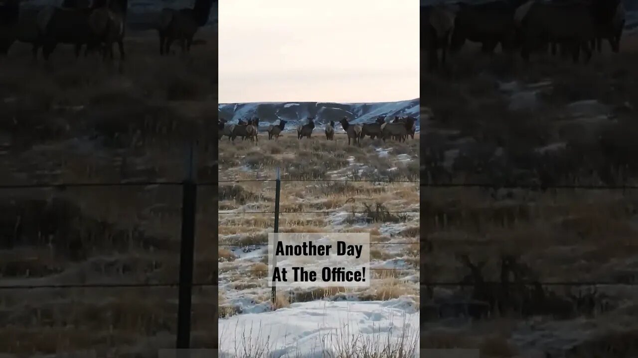 Another Day At The Office! #elk #cowelk #winterrange #shortsfeed #shortsvideo #hunting #wyoming