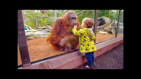 TRY NOT TO LAUGH Funny Babies At The Zoo - LAUGH TRIGGER