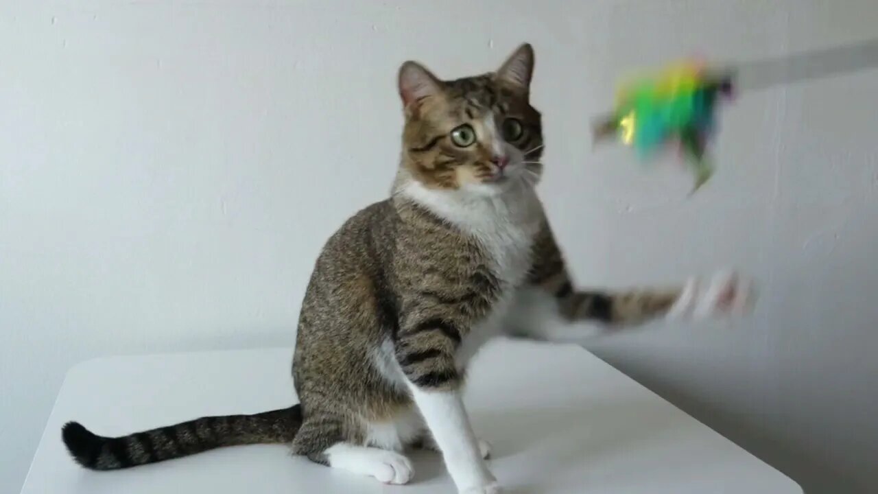 The Funniest Cat, this Cat Loves Playing All the Time