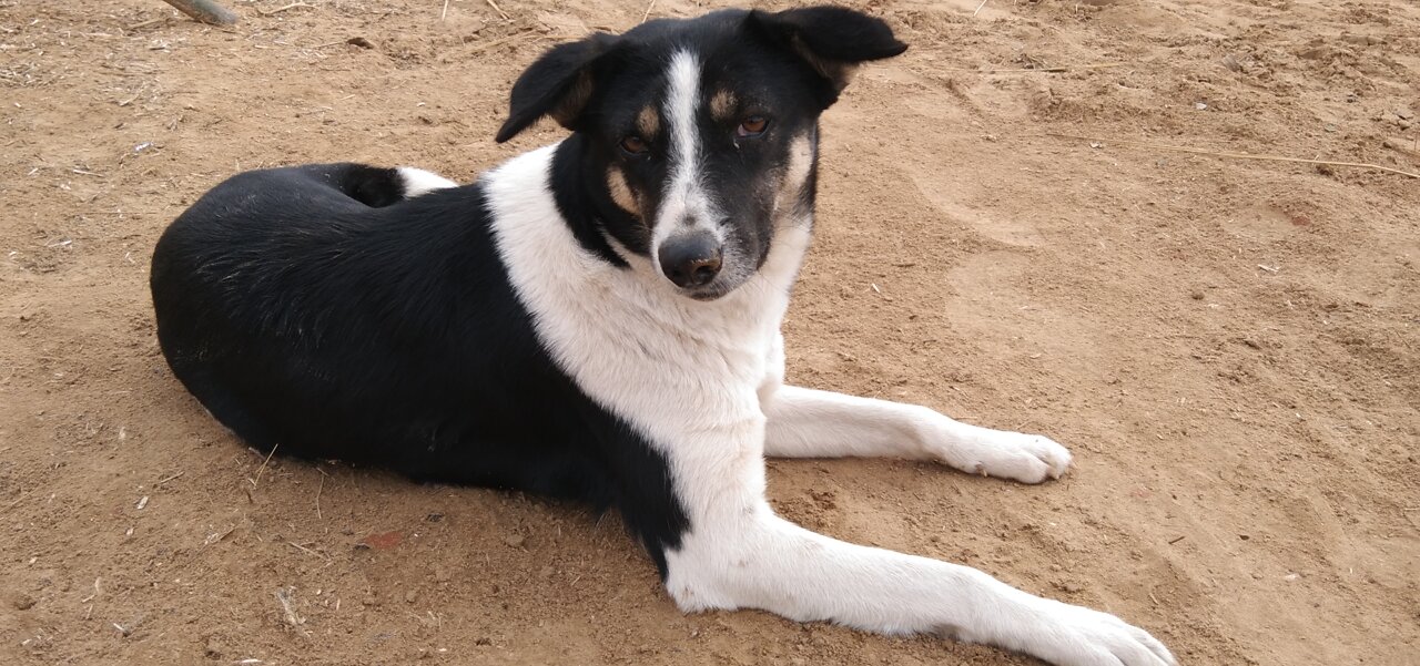 This dog is more relaxed than you'll ever be !