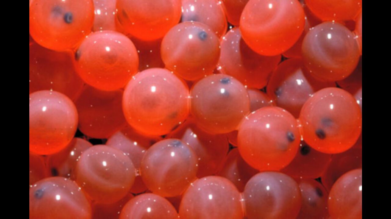 Salmon Fish Eggs Hatching Video