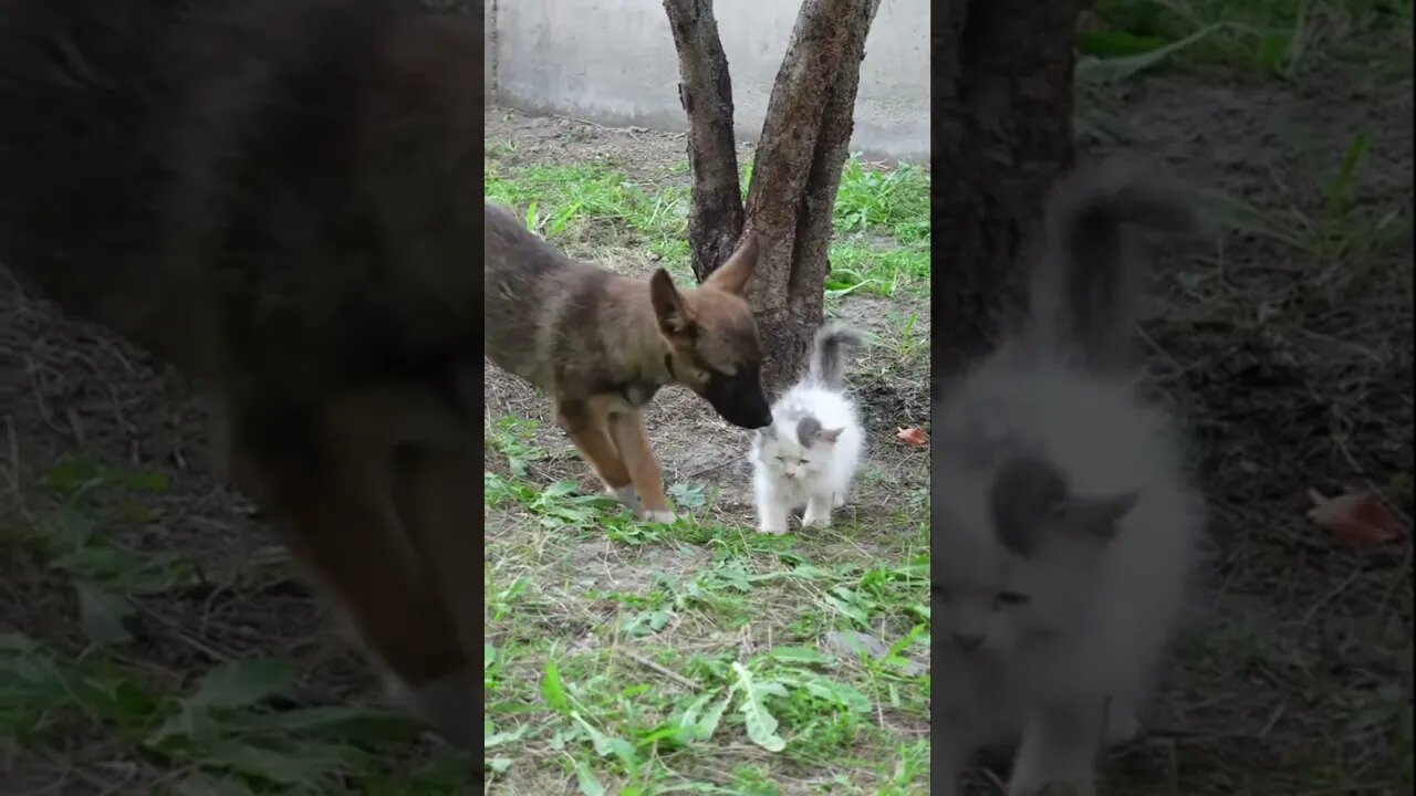 Смелый котенок Щенок нападает на котенка