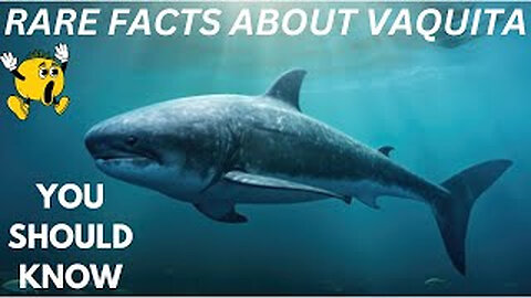 Rare Facts About Vaquita | You Don't Know