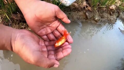 Unbelievable Fishing At Rice Fields