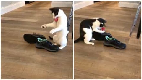 クリスマスプレゼントを手放せない猫