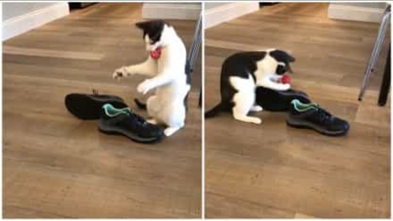 クリスマスプレゼントを手放せない猫