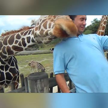 This Giraffe Doesn’t Want To Pose For Selfie