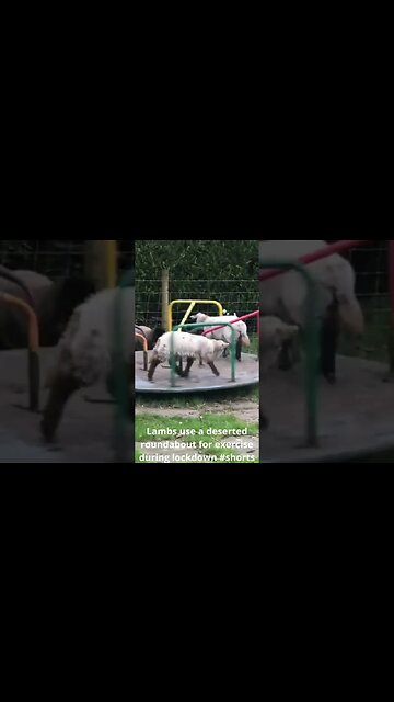 Lambs use a deserted roundabout for exercise during lockdown #shorts