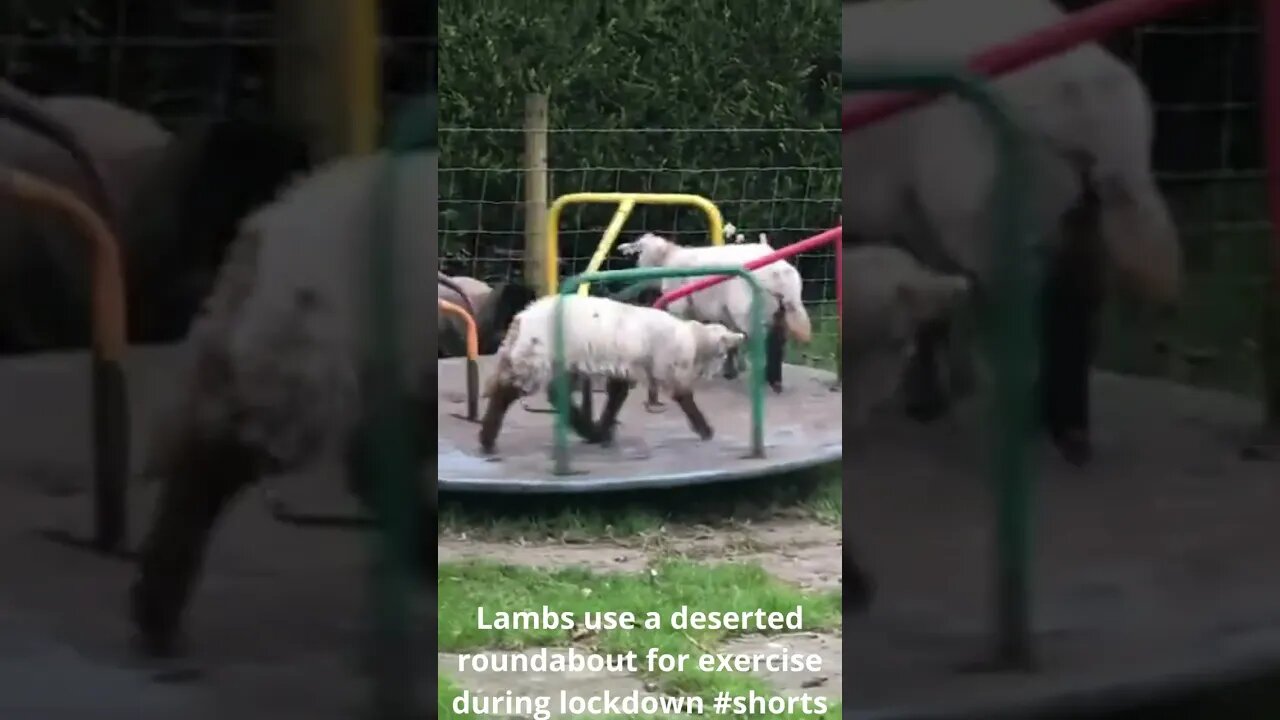 Lambs use a deserted roundabout for exercise during lockdown #shorts