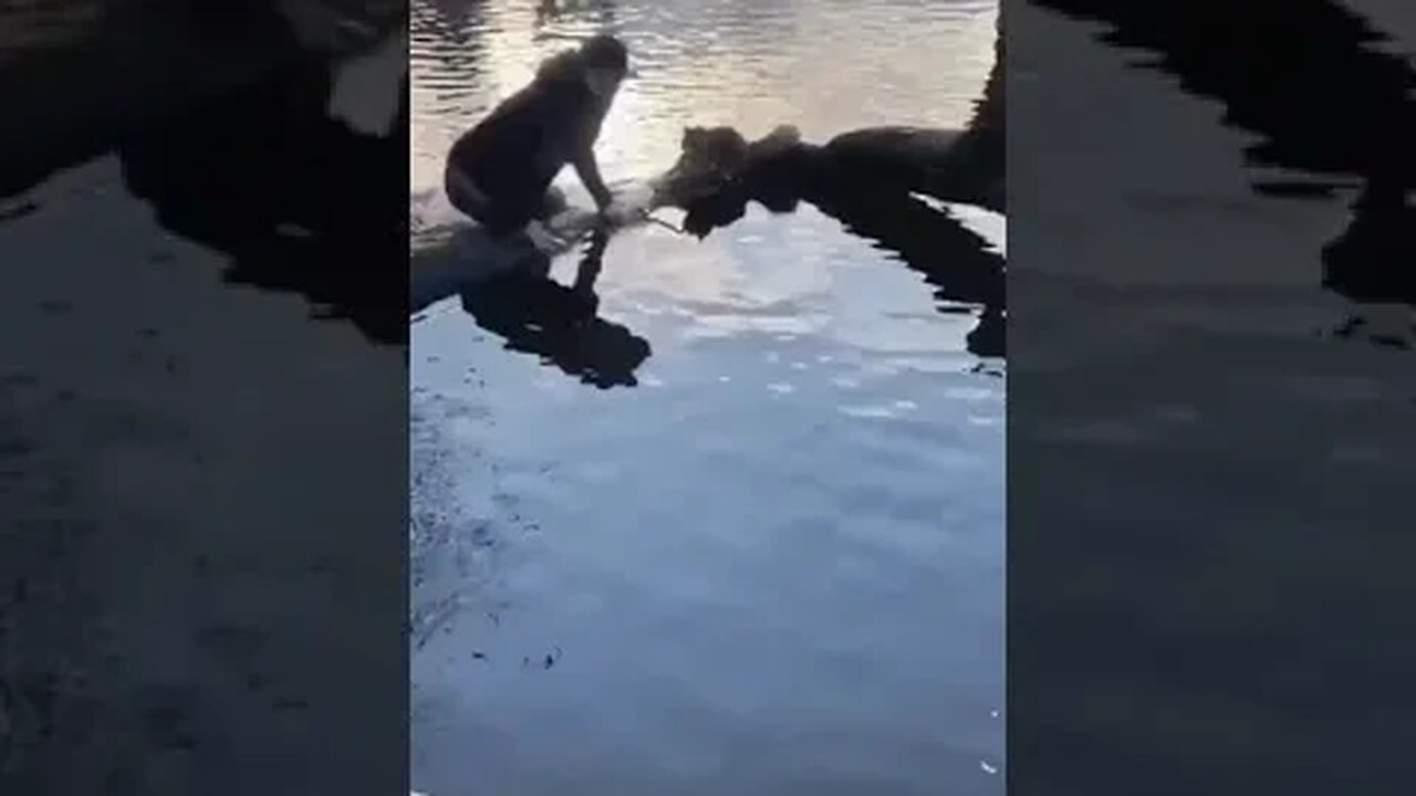 PLAYING CAT VIDEO MEAWWW